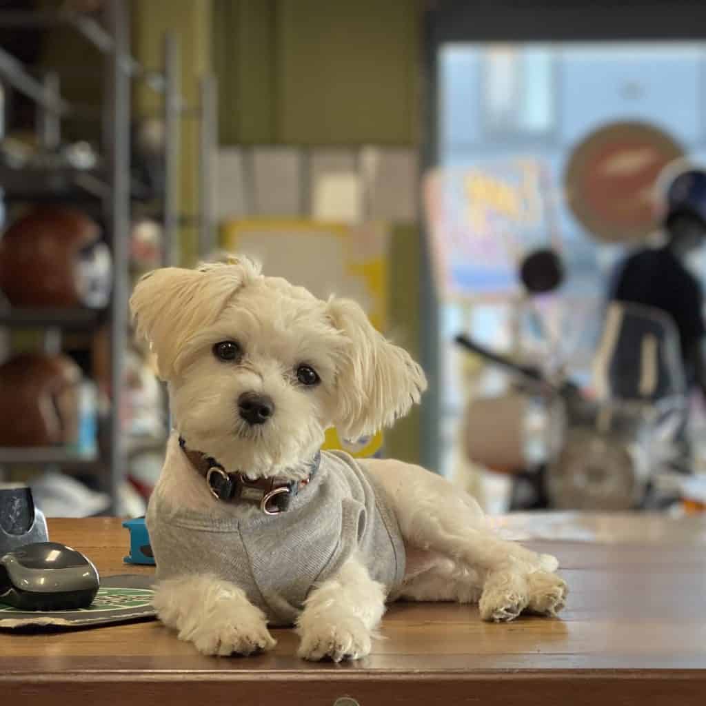 Fluffy white dog in grey hoodie sitting on wooden table inside Revelry Motorcycles shop.
